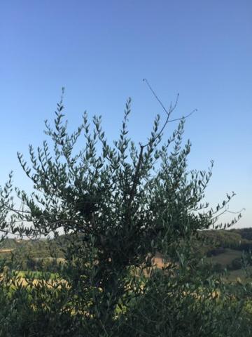 Casa Natura San Gimignano Dış mekan fotoğraf